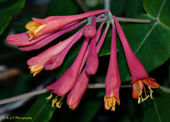 {Lonicera sempervirens}